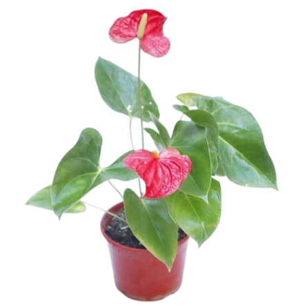 Imagen de Flamenco Descripcion: Anthurium planta pequeña para regalo, de interior.